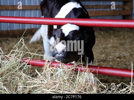 Veau Holstein avec tête à travers les barres de la porte rouge dedans terres agricoles Banque D'Images