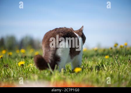 Vue arrière du chat pygashort britannique dans un jardin d'été Banque D'Images