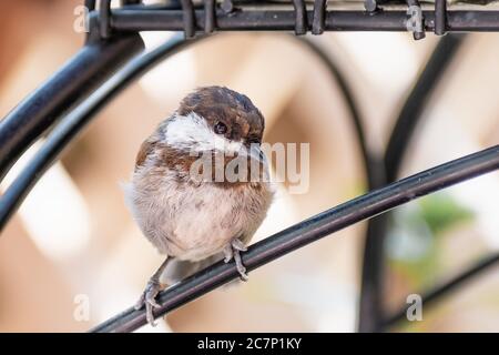 Gros plan de Chickadee (Poecile rufescens) avec appui sur le châtaignier; arrière-plan flou, région de la baie de San Francisco, Californie Banque D'Images