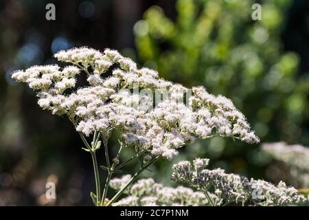 Les fleurs de la dentelle de Sainte-Catherine (Eriogonum giganteum) fleurissent dans la zone naturelle d'Ulistac, à Santa Clara, dans la baie de San Francisco, en Californie Banque D'Images