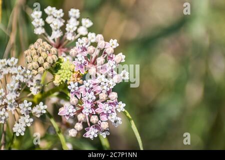 Gros plan de la laitouade à feuilles étroites (Asclepias fascicularis) qui fleuriit en été; région de la baie de San Francisco, Californie Banque D'Images