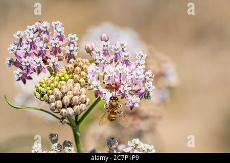 Gros plan de la laitouade à feuilles étroites (Asclepias fascicularis) qui fleurit en été; abeille visible pollinant une des fleurs; région de la baie de San Francisco Banque D'Images