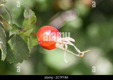 Gros plan du fruit rouge de la Californie sauvage (Rosa californica); la Californie sauvage est une espèce de rose originaire de l'ouest des États-Unis Banque D'Images