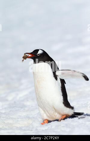Un pingouin doux portant un caillou dans son bec à travers un paysage hivernal en Antarctique. Banque D'Images