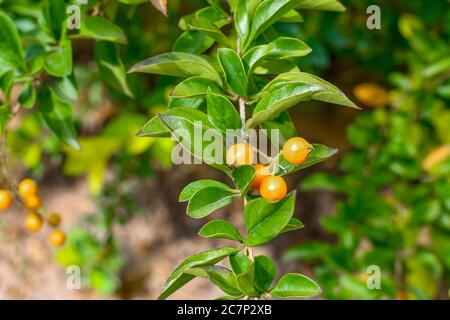 Fruits Duranta blancs et violets sur l'arbre au jardin. Banque D'Images