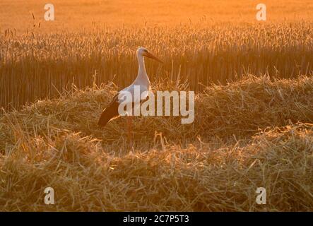 Petersdorf, Allemagne. 18 juillet 2020. Un ciconien blanc (Ciconia ciconia) est debout dans le rétro-éclairage du coucher de soleil sur un champ de céréales déjà partiellement récolté. Jusqu'à tard dans la soirée, le grain de la variété triticale, une croix entre le blé et le seigle, a été récolté dans ce champ dans le district d'Oder-Spree, dans l'est du Brandebourg. Credit: Patrick Pleul/dpa-Zentralbild/ZB/dpa/Alay Live News Banque D'Images