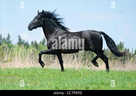 Le cheval andalou Raven court en liberté Banque D'Images
