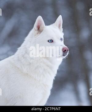 Portrait Husky de sibérie blanche en hiver Banque D'Images