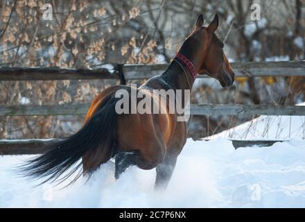 Magnifique étalon akhal-teke qui marche dans un enclos hivernal enneigé Banque D'Images