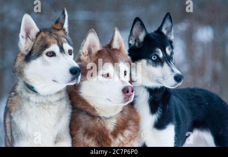 Trois magnifiques chiens d'une race Portrait husky de sibérie Banque D'Images