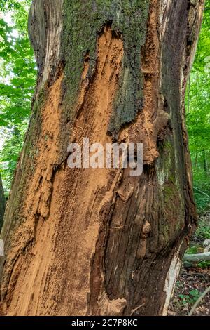 Hêtre européen mort (Fagus sylvatica, Bernried, Bavière, Allemagne, Europe Banque D'Images