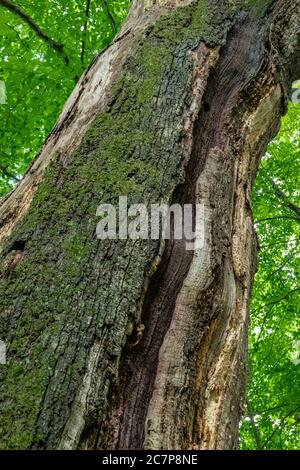 Hêtre européen mort (Fagus sylvatica, Bernried, Bavière, Allemagne, Europe Banque D'Images