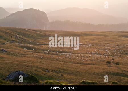 Berce dans les collines dans la lumière du soir près du Mont Dore, massif d'Auvergne, France Banque D'Images
