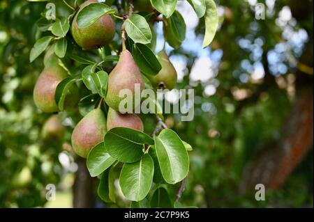 Grappes de poires, arbre fruitier. Sidcup, Kent. ROYAUME-UNI Banque D'Images
