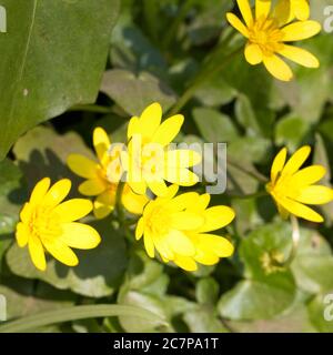 Moins de célandine (Ficaria verna) en fleur, Penzance, Cornouailles, Angleterre, Royaume-Uni. Banque D'Images