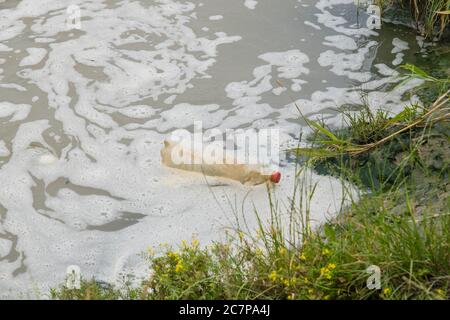 Bouteille en plastique dérivant avec le courant dans la zone côtière du Danube de ​​the dans la réserve de biosphère du Danube. Déchets plastiques problème de pollution environnementale. Les déchets de plastique et autres de toute l'Europe sont évacués par le Danube dans la mer Noire. Banque D'Images