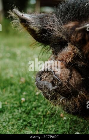 Cochon de Kunekune Banque D'Images