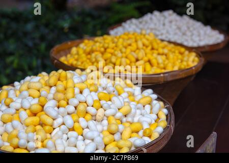 Cocoons en soie jaune et blanc dans des paniers Banque D'Images