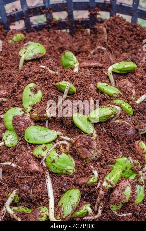 Pousses de haricots en grappe tordus (ou Parkia Speciosa) poussant dans le sol mélangé à la fibre de coco. Banque D'Images