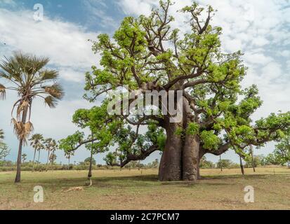 Énorme baobab (adansonia digitata) le symbole du Sénégal, Afrique Banque D'Images