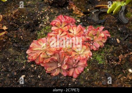 Sydney Australie, Drosera aliciae ou Alice sundew dans le jardin Banque D'Images