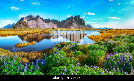 Belle journée ensoleillée et fleurs lupin sur le cap Stokknès en Islande. Lieu: Cap Stokknes, Vestrahorn (mont Batman), Islande, Europe. Banque D'Images