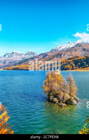 Vues pittoresques sur le lac de Sils (Silsersee) avec de petites îles. Scène automnale colorée des Alpes suisses. Lieu: Maloya, région de l'Engadine, Grisons Banque D'Images