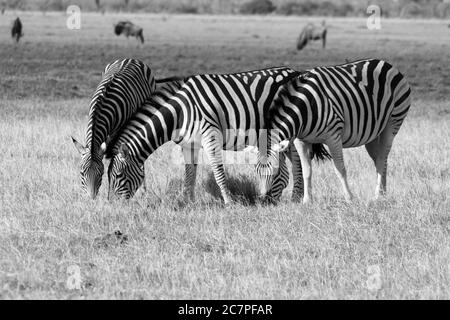 Zebra dans la savane dans le parc national de Savuti Botswana Banque D'Images