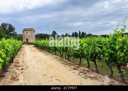 Vignobles dans le Vaucluse au coucher du soleil, Provence, France Banque D'Images