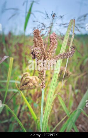 Plante de millet (Eleusine coracana) en champ ouvert, Ouganda, Afrique Banque D'Images