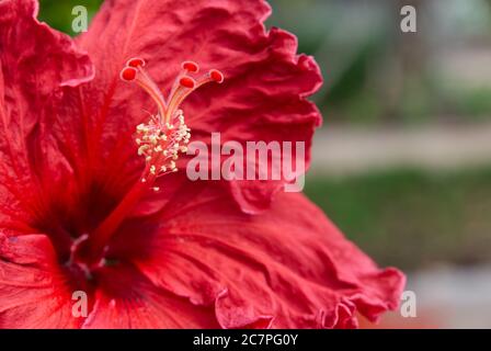 Fleurs d'hibiscus rouges photographiées dans le jardin botanique de Funchal, Madère. Banque D'Images