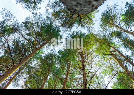 Forêt, pinery, forêt de pins, Pine Tree, forêt de fées Forêt d'épinette intacte Banque D'Images