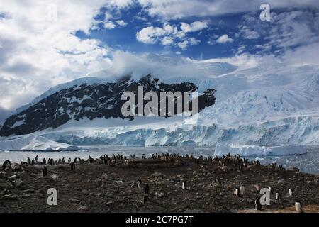 Colonie de nidification de pingouins de Gentoo en Antarctique Banque D'Images