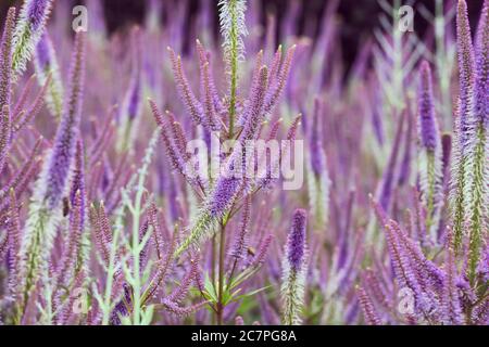 Fleurs speedwell rose et lilas, 'Veronica spicata' en fleur Banque D'Images