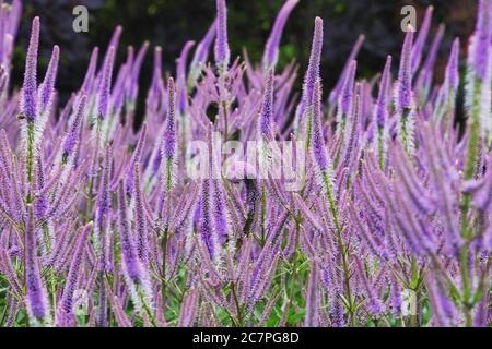 Fleurs speedwell rose et lilas, 'Veronica spicata' en fleur Banque D'Images