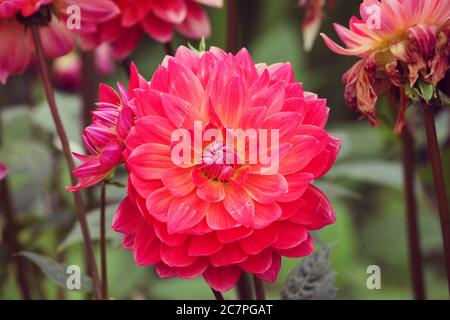 Fleurs décoratives de dahlia roses à la fin de l'été Banque D'Images