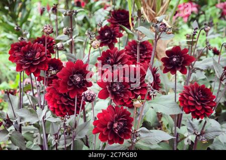 Rouge foncé 'Karma Choc' fleurs de dahlia décoratives en fleur à la fin de l'été Banque D'Images