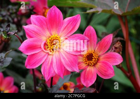 Dahlia rose simple 'Twyning's Revel' en fleur Banque D'Images