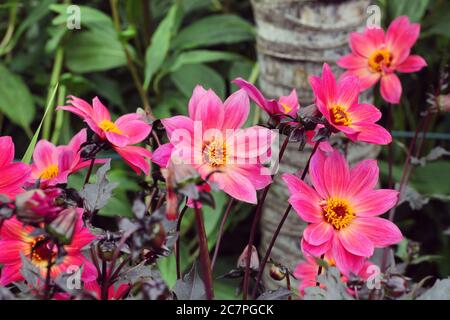 Dahlia rose simple 'Twyning's Revel' en fleur Banque D'Images