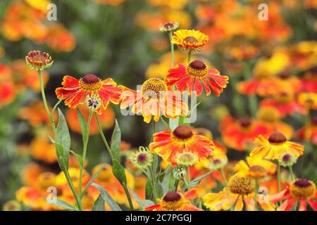 L'helenium 'Waltraut' éternuait en fleur pendant les mois d'été Banque D'Images