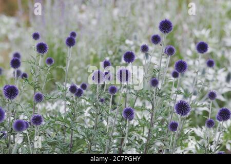 Echinops ritro Veitch Blue globe Thistle fleurit pendant les mois d'été Banque D'Images