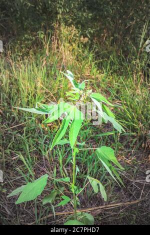 Plante mexicaine de tournesol (Tithonia diversifolia), Ouganda, Afrique Banque D'Images
