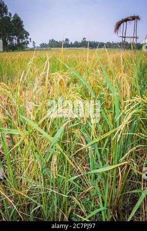 Riz africain (Oryza glaberrima) plantes cultivées dans un champ agricole avec des personnes récoltant la culture, Ouganda, Afrique Banque D'Images