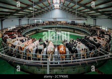 Traite les vaches par système rotatif automatique de traite industriel dans moderne ferme de journaux Banque D'Images