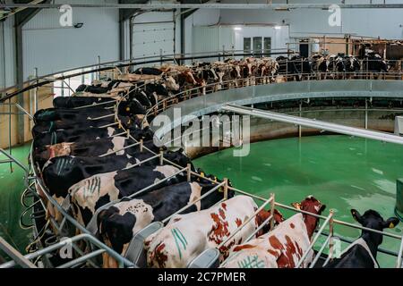 Traite les vaches par système rotatif automatique de traite industriel dans moderne ferme de journaux Banque D'Images