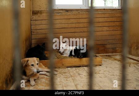 Abus d'animaux. Triste chien errant assis derrière les barreaux dans la volière Banque D'Images