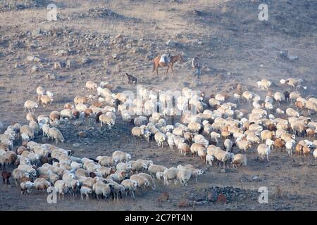 Les bergeuses arméniennes conduisent des moutons sur les routes arméniennes, suivant un mode de vie qui a peu de chances d'avoir changé depuis de nombreuses générations. Arménie orientale. Banque D'Images