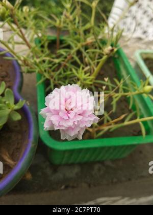 Portulaca grandiflora ou Moss Rose ou Sun Plant ou Sun Rose. Fleur colorée, pétales superposés en couches. Prise en charge par Tiny, Thick et fle Banque D'Images