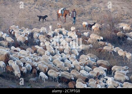Les bergeuses arméniennes conduisent des moutons sur les routes arméniennes, suivant un mode de vie qui a peu de chances d'avoir changé depuis de nombreuses générations. Arménie orientale. Banque D'Images
