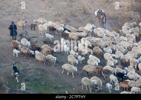Les bergeuses arméniennes conduisent des moutons sur les routes arméniennes, suivant un mode de vie qui a peu de chances d'avoir changé depuis de nombreuses générations. Arménie orientale. Banque D'Images